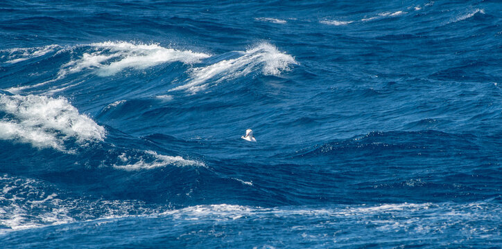 A lone wandering albatross resting in the Southern Ocean