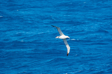 Wandering albatross gliding across the Southern Ocean