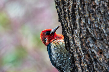 Red=breasted sapsucker in Southern Oregon