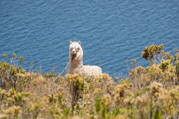 Fototapeta premium Alpaca con el Lago Titicaca de fondo, Isla Del Sol, Bolivia.
