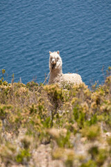 Fototapeta premium Alpaca con el Lago Titicaca de fondo, Isla Del Sol, Bolivia.