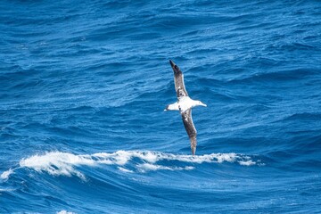 Wandering albatross gliding across the Southern Ocean