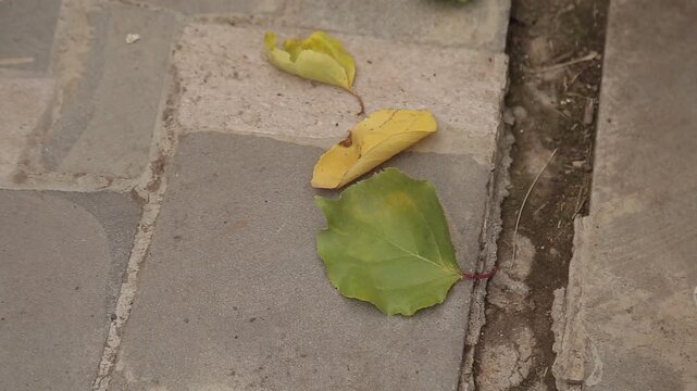 Close up of a woman's hand with red nails picking up a fallen green leaf from the stone pavement next to yellow leaves during autumn season.

