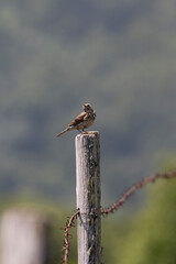 A Sentinel on the Post