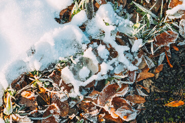 Frosty Tracks in Winter Leaves
