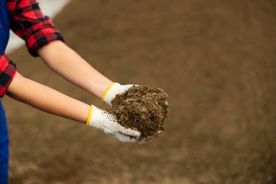 Womens gloved hands hold dry crushed manure in palms. Farm worker collects natural fertilizer from storage