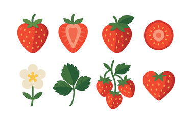Strawberry plant elements, flat vector illustration of fruit, leaves, flower