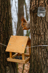 Squirrel enjoys a snack at a wooden feeder in the tranquil woods