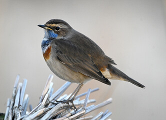 Fototapeta premium a beautiful bluethroat nightingale perched