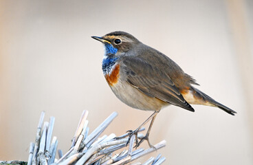 a beautiful bluethroat nightingale perched
