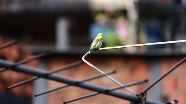 Colorful parrotlet resting on an antenna bar, displaying green and blue feathers against a blurred urban backdrop.