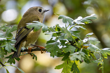 Goldcrest (Regulus regulus) - widespread in European woodlands Bull Island Dublin