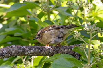 Goldcrest (Regulus regulus) - widespread in European woodlands Bull Island Dublin