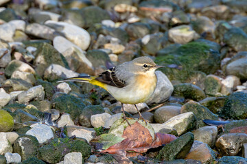 Grey Wagtail (Motacilla cinerea) - common along European rivers and streams Bull Island Dublin