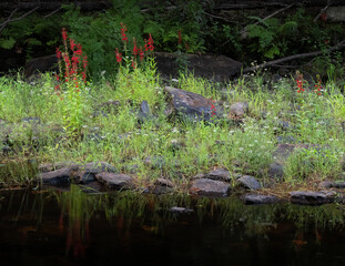 Cardinal Flowers with Red Blooms on a Riverbank in a Maine Forest 1