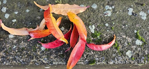 Yellow and red autumn leaves on blurred background in November 2025