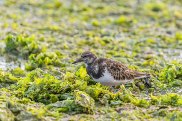Ruddy turnstone foraging in green seaweed