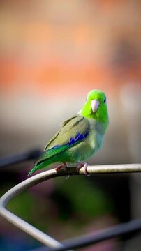 Colorful parrotlet resting on an antenna bar, displaying green and blue feathers against a blurred urban backdrop.