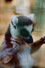 Obraz premium lemur primate animal wildlife portrait closeup of a ringtailed lemur holding a branch, detailed fur texture and expressive eyes with soft bokeh background in an enclosure