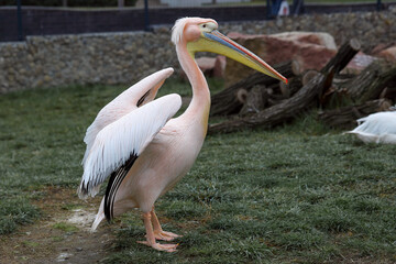 The pink pelican amazes with its beautiful coloring.