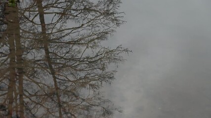 A gentle, atmospheric video capturing the swaying reflection of a tree on the surface of calm water. The branches ripple softly with subtle movement, creating a serene, abstract, and almost dreamlike 