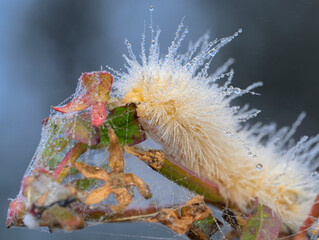 Caterpillar of Virginian tiger moth (Spilosoma virginica) at misty morning covered by water drops, Brazos Bend State Park, Texas, USA.