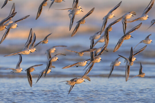 A flock of sanderlings (Calidris alba) and other sandpipers approaching the Gulf of America coast at the evening, during the winter migration, Galveston, Texas, USA.