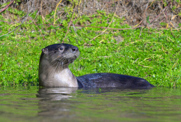 Obraz premium North American river otter (Lontra canadensis) getting out of water to the bank of a lake, Galveston, Texas, USA.