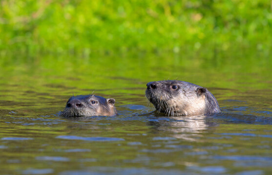 A pair of North American river otters (Lontra canadensis) in water, Galveston, Texas, USA.