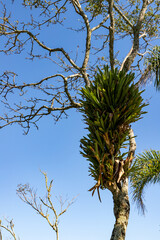 Bromelia plant over a tree at Sepultura beach