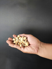 Hand holding pistachio nuts on a black background
