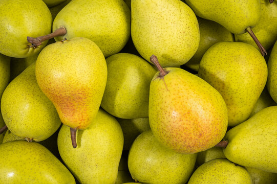 ripe fresh pears top view close-up