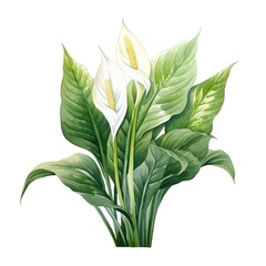 Elegant peace lily blooms with lush green leaves watercolor painting style