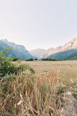 Fototapeta premium Meadow grass mountains valley landscape nature sky summer. Wide alpine meadow with dry tall grasses and scattered shrubs, distant rugged mountain range under a clear pale blue sky.