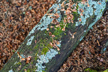Moss covered log with leaves and twigs on the ground