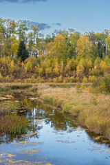 River with a lot of trees and a clear blue sky