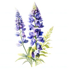 Obraz premium Watercolor painting of purple lupine flowers in full bloom on a white background