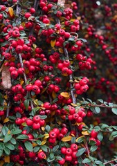 Obraz premium Bright red berries on branches 