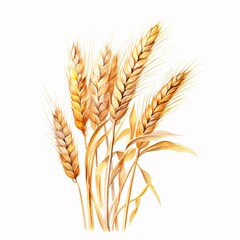 Fototapeta premium Golden wheat ears illustrated in watercolor paint on white background with soft lighting