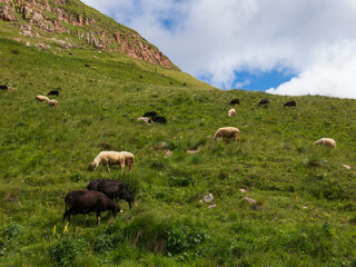 Obraz premium A panoramic alpine landscape of Montgart in the Alps featuring rugged rocky cliffs, soft green slopes, a winding mountain road and a dramatic cloudy sky