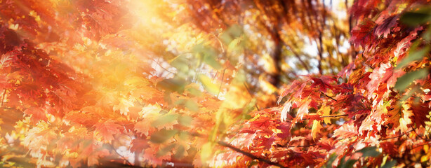 Beautiful colorful leaves on tree in forest lit by sun rays