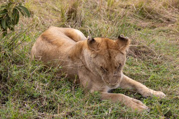 Lioness laying down in the short grass in the Maasai Mara National Park in East Africa Kenya KEN