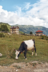 Naklejka premium Cow grazing in grassy pasture with farmhouse and mountains, rustic rural scene under blue sky, authenticity inclusivity