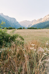Naklejka premium Meadow, mountains, valley, grasses, wildflowers, landscape and nature with tall dry grass and flowering plants in foreground, open field and distant rocky peaks under clear sky.