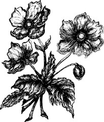 Hand drawn Antique botanical anemone floral etching.Vintage anemone botanical illustration with detailed line art, textured petals, leaves, and stems in classic engraving style