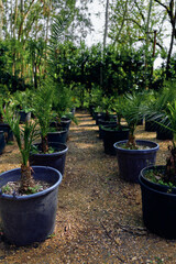 Palm potted nursery sapling plants rows of young palms in black containers on a dirt path, outdoor horticulture scene with soil, trunks and leafy growth for gardening and cultivation.