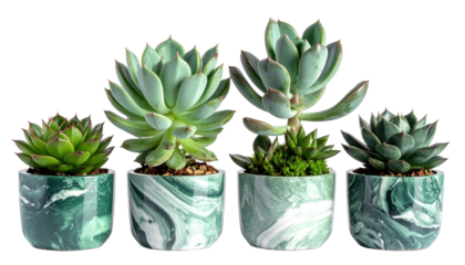 Collection of Four Distinctive Succulent Plants in Marbled Pots on a Transparent Background