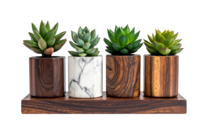 Succulent Plants in Stylish Pots Arranged on Wooden Base with Dark Background