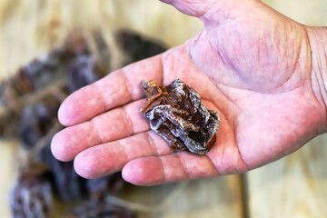 Close-up of hands holding dried persimmons, or hoshigaki.