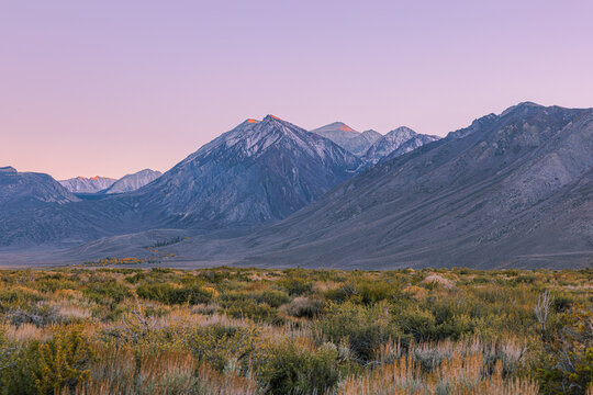Soft pink and purple alpenglow illuminates the highest summits of the Sierra Nevada at dusk, viewed across the sagebrush high desert along US-395 near Hot Creek, California.